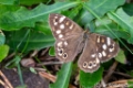 Wandeling bij de Looserplas( De Hoort)